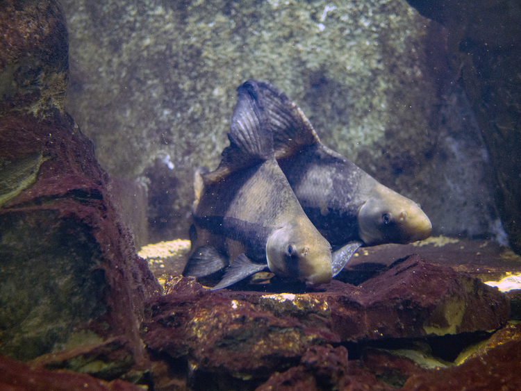 上海海洋水族馆