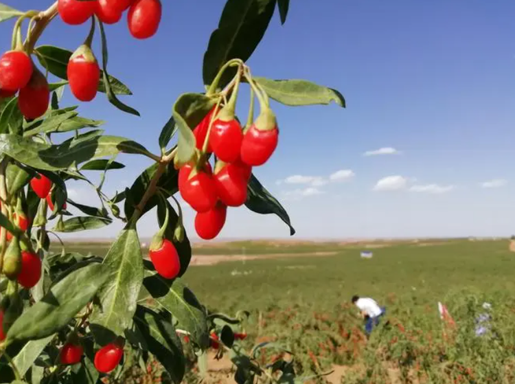 中宁枸杞