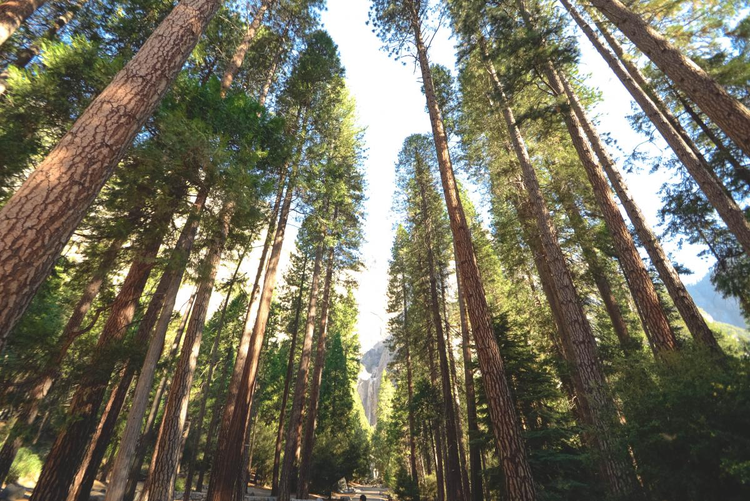 tree_palm_fir.jpg