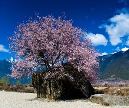 雅鲁藏布大峡谷