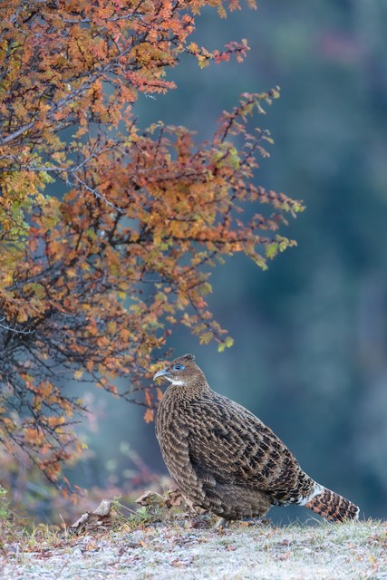 怒江傈僳族自治州
