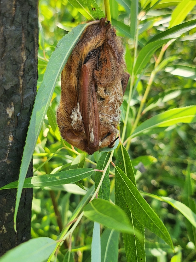蝙蝠科