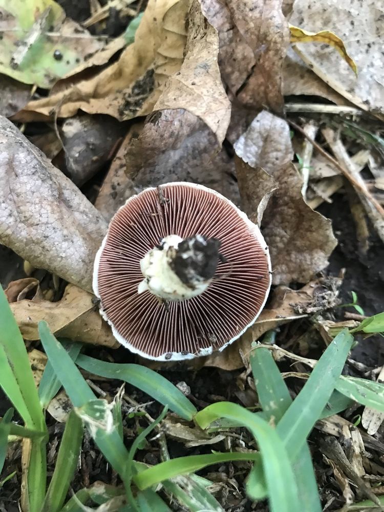 蘑菇