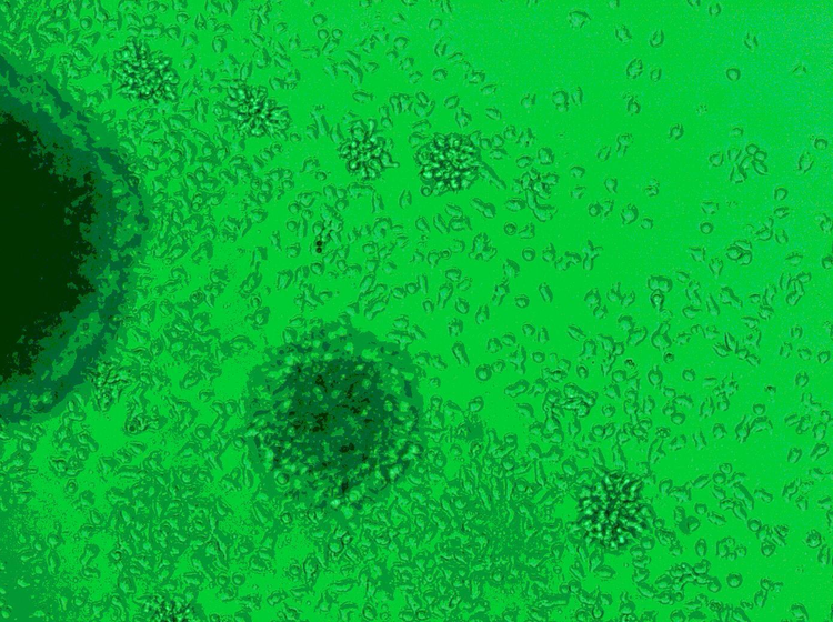 CD3