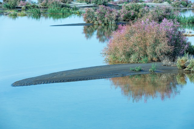 拍摄于新疆吐鲁番艾丁湖，湿地、骆驼草、芨芨草、湖水