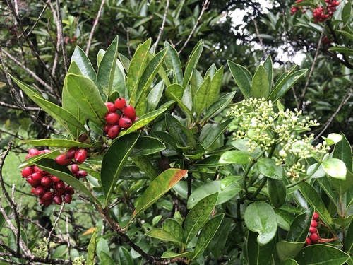 珊瑚树