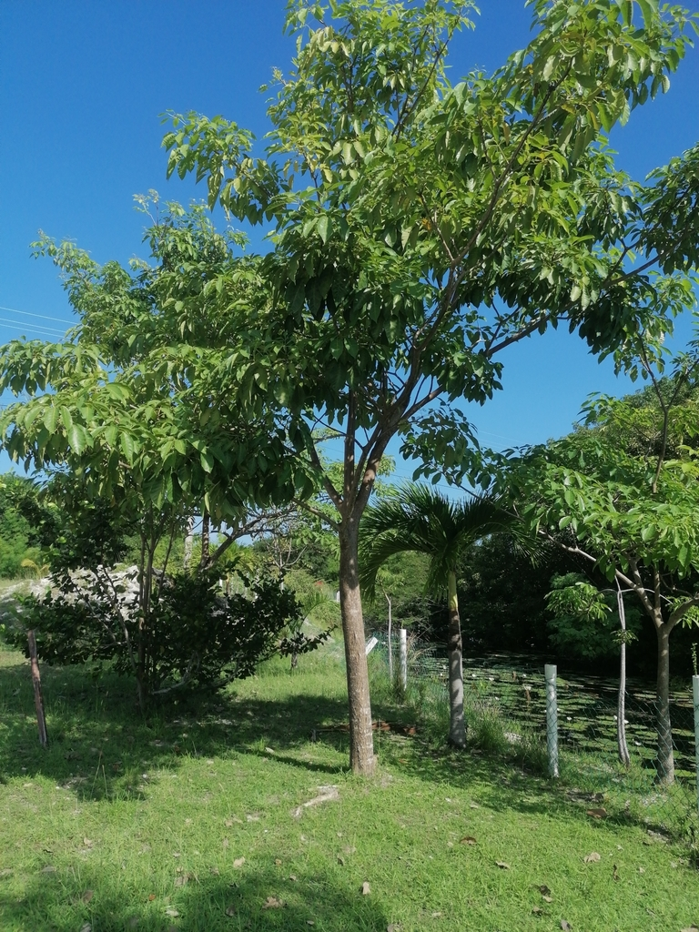 鳄梨
