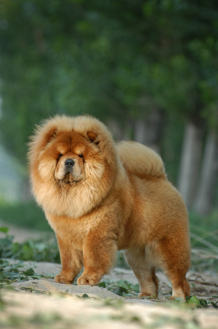 松狮犬