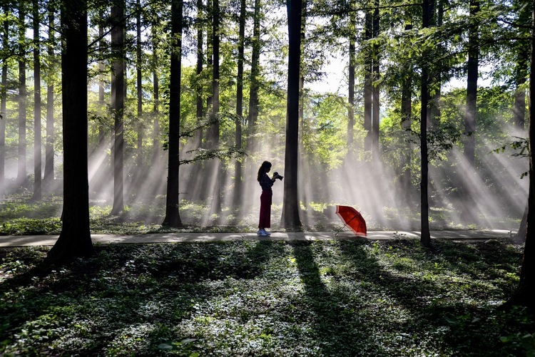 清晨的铁山寺森林公园。