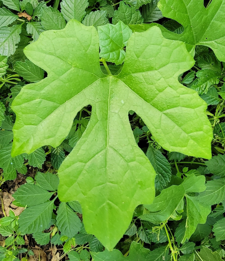 蒲瓜别名图片