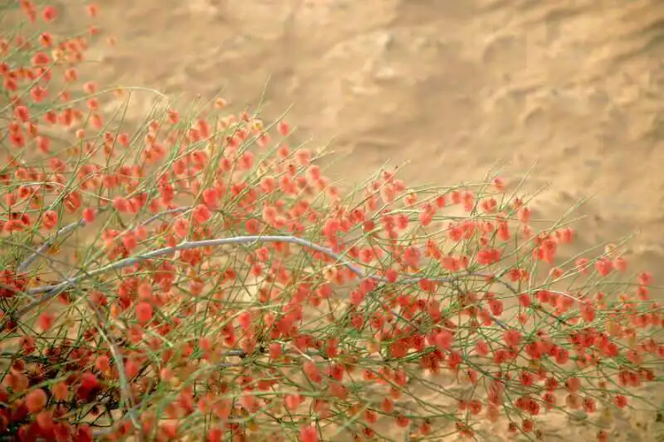 新疆维吾尔自治区