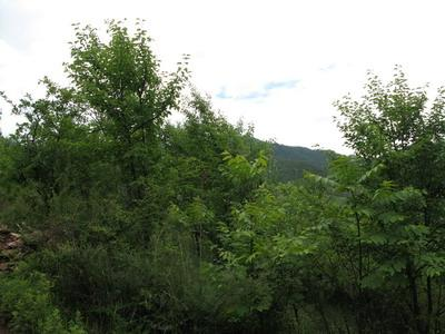 长吉村