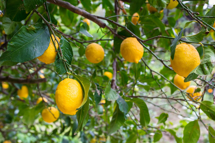 有果实的柠檬树Lemon tree with fruits