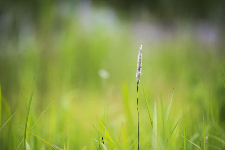 夏天野外生长的白茅野草.jpeg