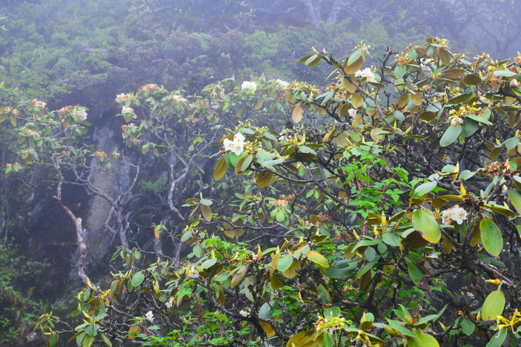 四川雅安，天全县喇叭河风景区焦山