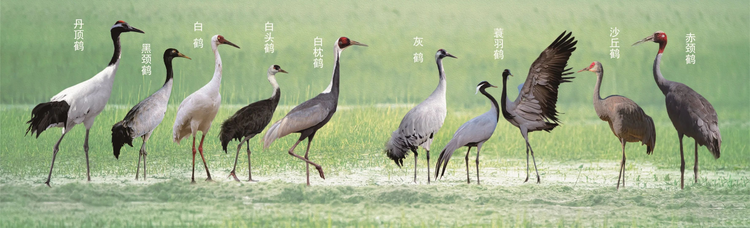 10种鹤.jpeg
