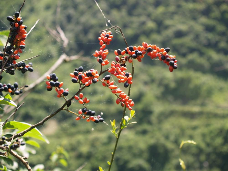 小勾儿茶