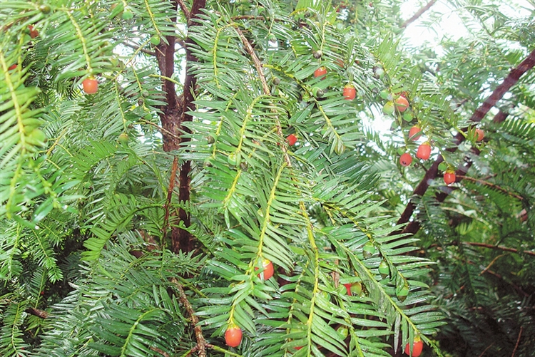 禄劝彝族苗族自治县