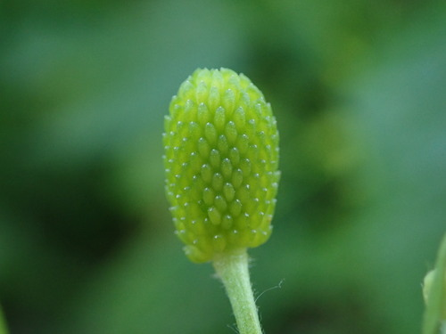 石龙芮的果实.jpeg