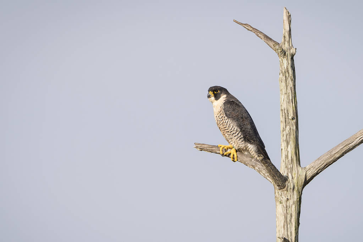 游隼栖息在枯树-佛罗里达Peregrine Falcon Perched in a Dead Tree - Florida 