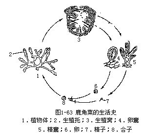 褐藻门