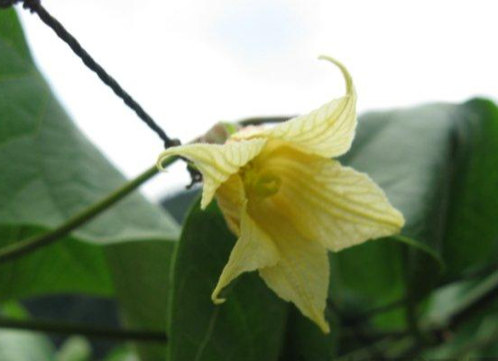 罗汉果花