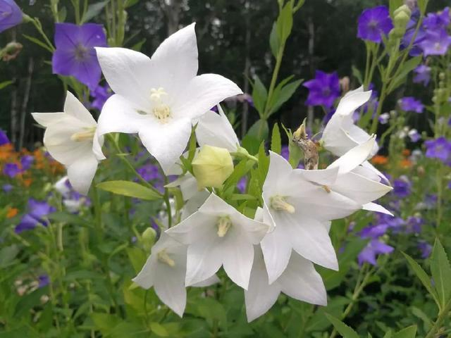u=3324530891,914231967&fm=173&app=25&f=JPEG.jpeg
