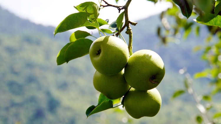 文山壮族苗族自治州