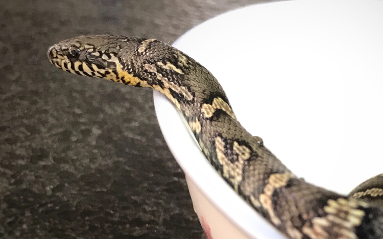 棕黑锦蛇