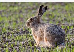 欧洲野兔