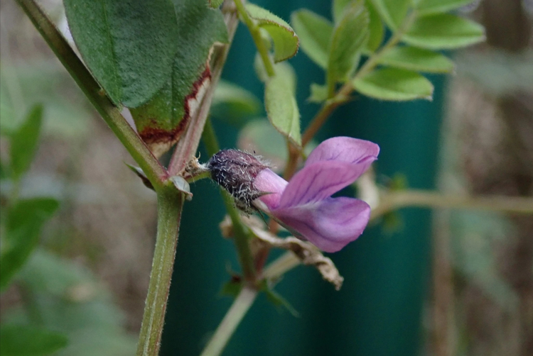 野豌豆