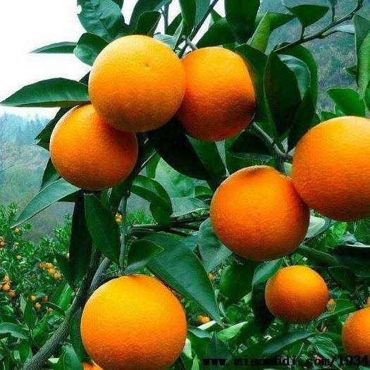 香橙