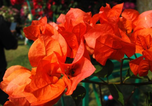 叶子花属