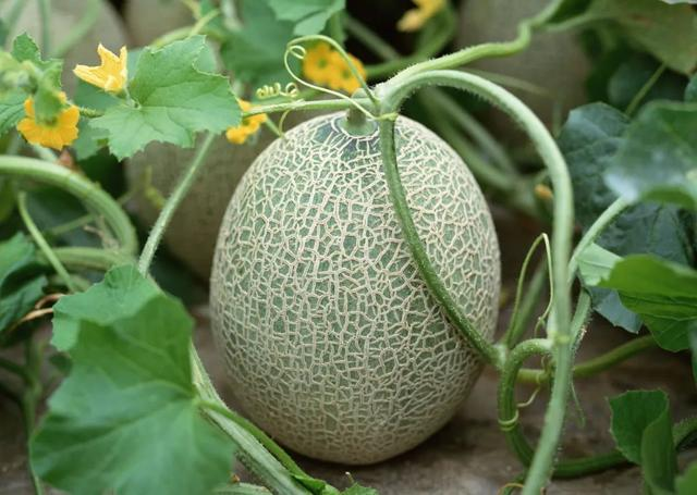 新疆维吾尔自治区