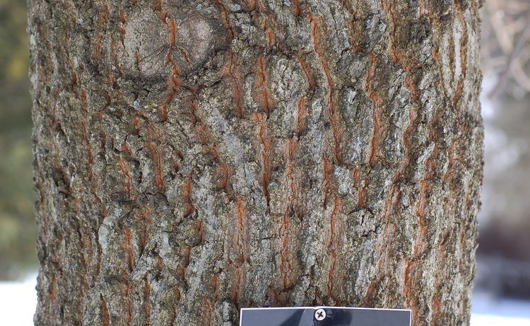 Sawtooth_Oak_Quercus_acutissima_Trunk_Bark_2008px.jpeg