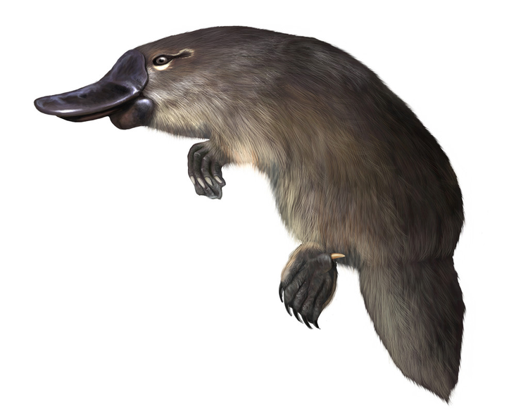 鸭嘴兽 platypus.jpeg