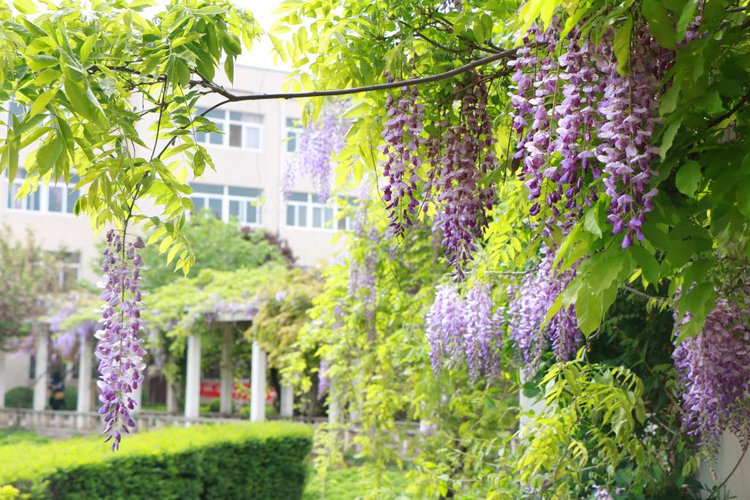 西安财经大学行知学院