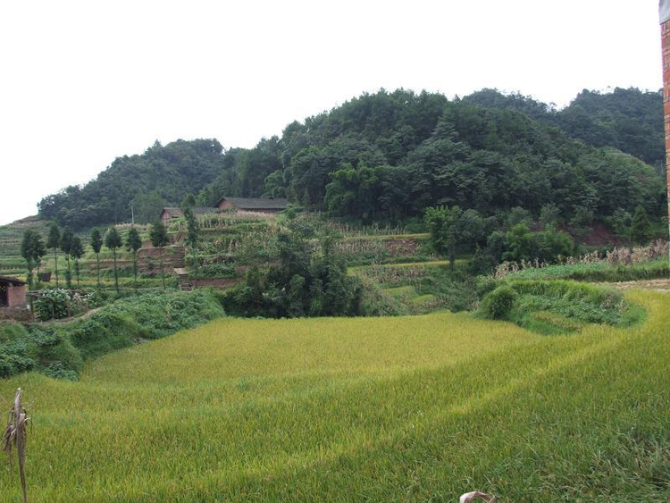 新安村