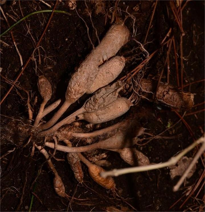萱草