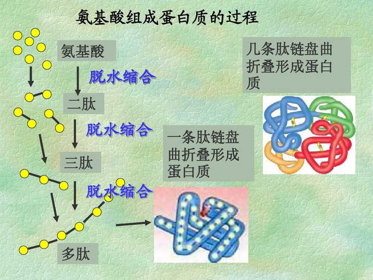必需氨基酸