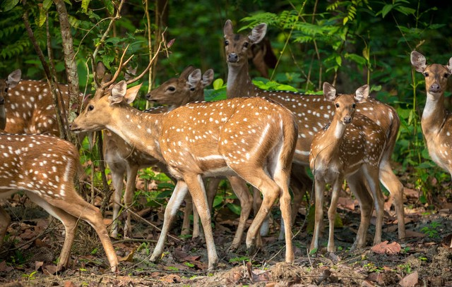 丛林中的梅花鹿或斑点鹿群。野生动物和动物照片。日本鹿Cervus NipponSika or spotted deers herd in the jungle. Wildlife and animal photo. Japanese deer Cervus nippon