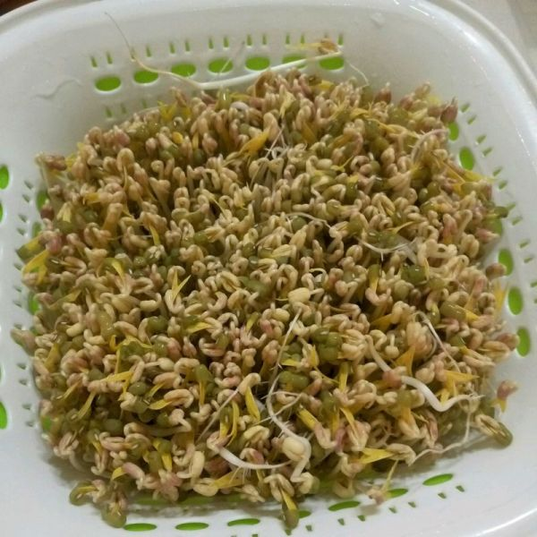 发豆芽