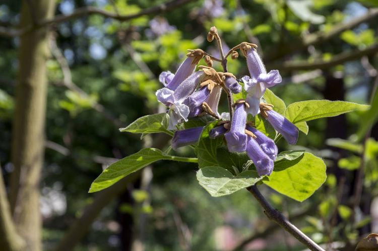 泡桐开花观赏树，枝条有绿叶，种子和紫罗兰铃铛春花。Paulownia tomentosa ornamental flowering tree, branches with green leaves, seeds and violet bell springtime flowers.jpeg