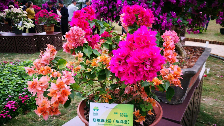 叶子花属