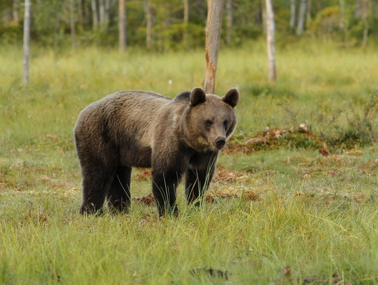 欧亚棕熊Eurasian Brown Bear Ursus arctos arctos