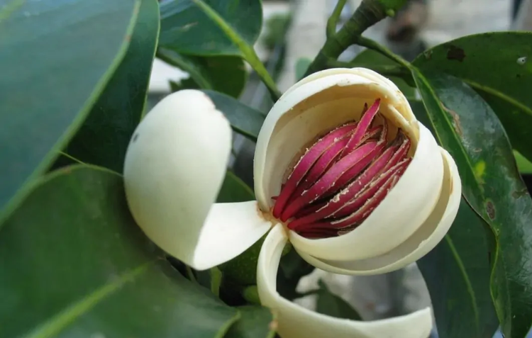 峨眉拟单性木兰