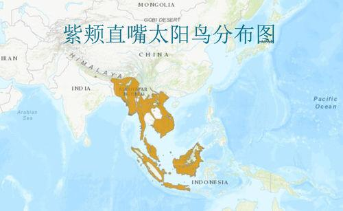 紫颊直嘴太阳鸟