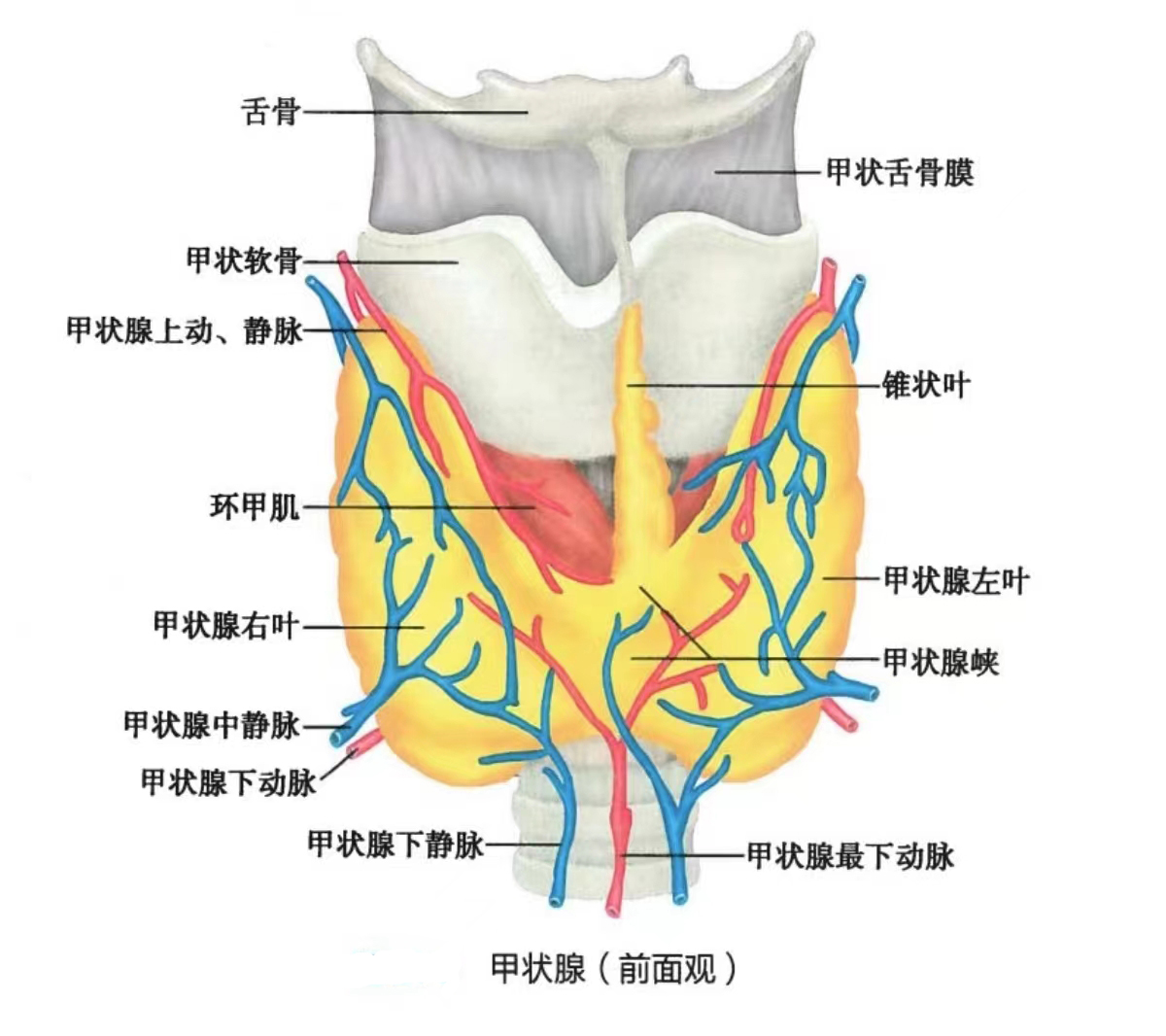 甲状腺