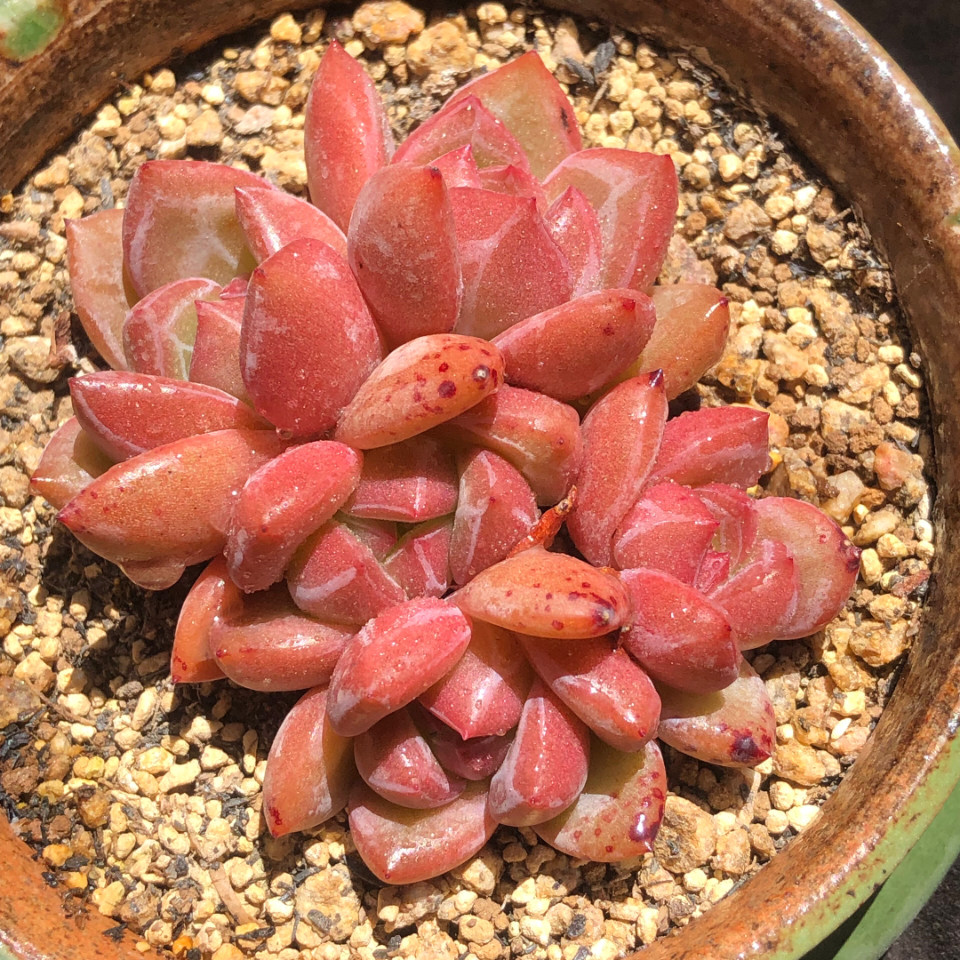 香槟