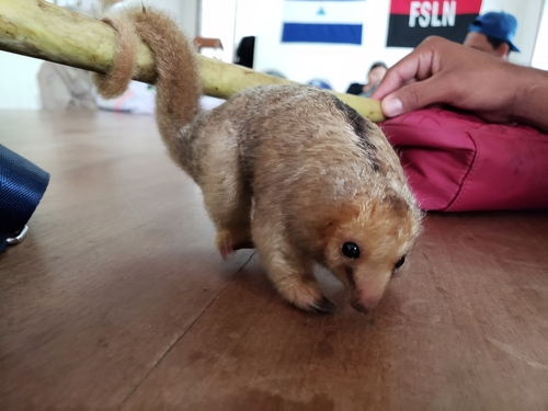 食蚁兽